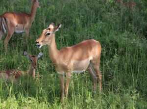 Gerenaldoposis